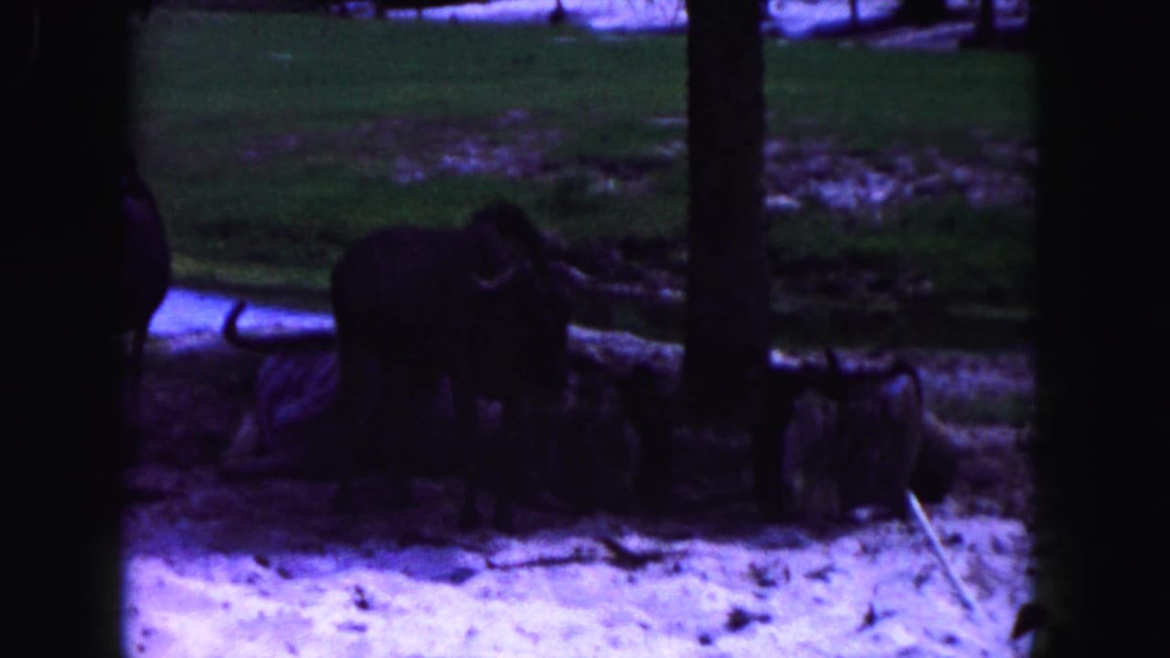 Horned animals rest and stand near logs under trees in a zoo enclosure.