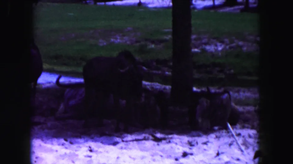 Horned herd animals in a shaded Miami zoo enclosure, seen through dark foreground framing on 8mm film.