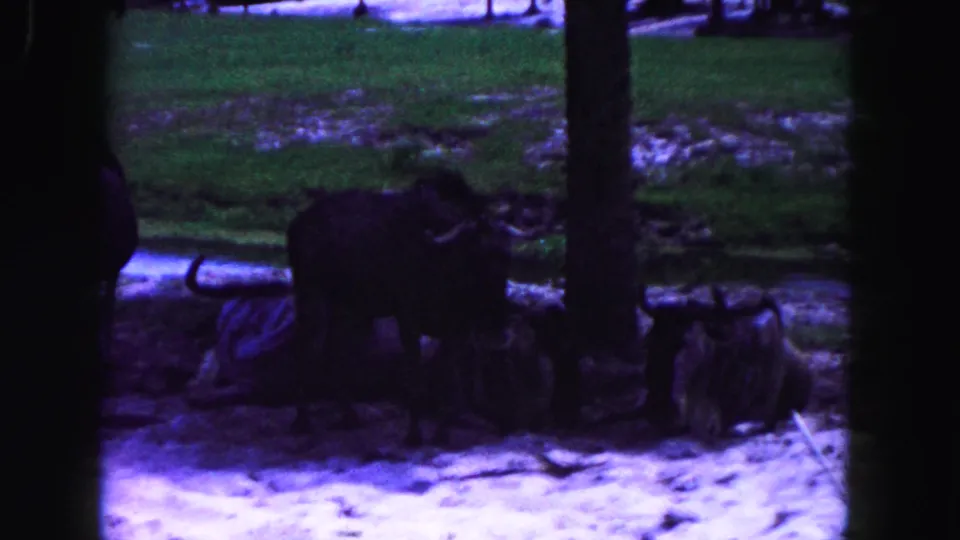 A small group of horned zoo animals, likely wildebeests, clustered near trees and logs in Miami.
