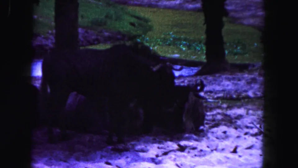 Horned animal passes through a shaded Miami zoo enclosure while others rest near logs in the background.