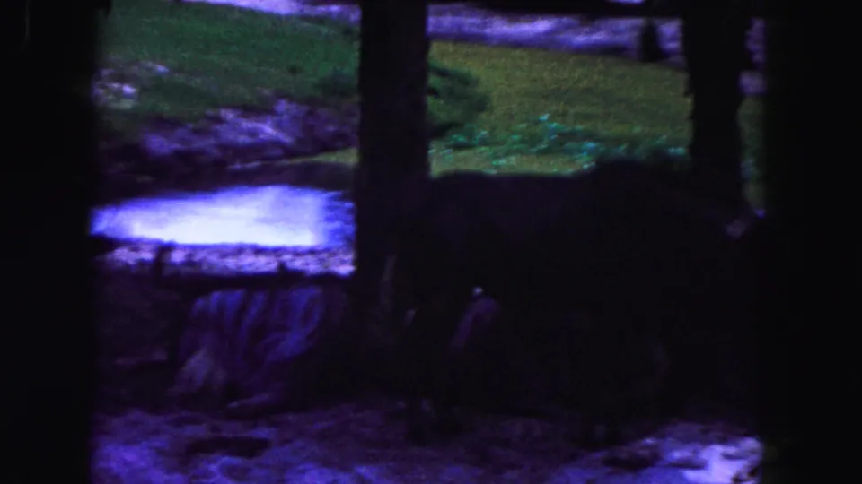 1960 Miami home-movie frame showing a large animal in shadow near water, partly hidden by trees and dark film borders.