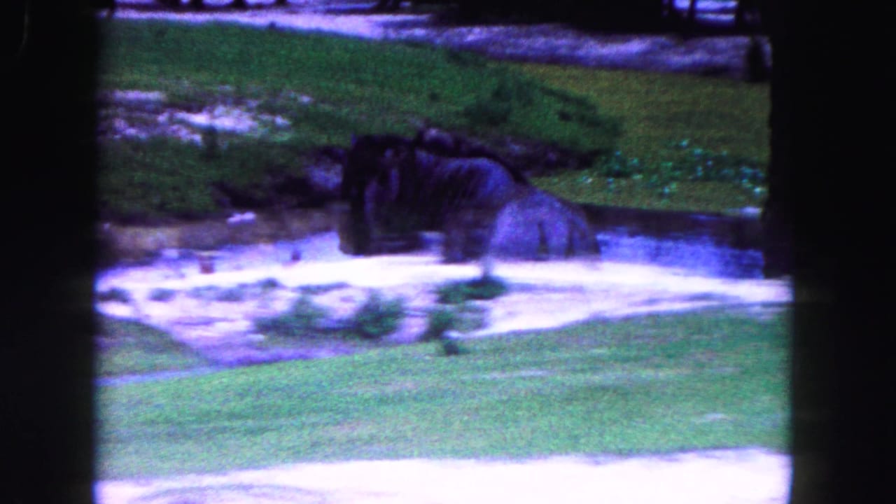 Large bovine-like animal drinking or standing beside pale water in a grassy enclosure.