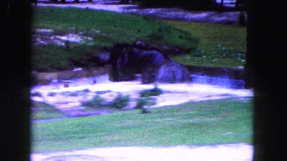 1960 Miami 8mm frame with a large bovine-like animal beside shallow water, seen through dark vertical film-frame edges.