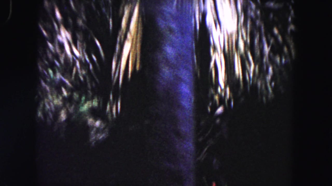 Palm fronds and dark tree trunks seen in a shadowed tropical setting.