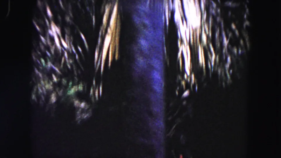 1960 Miami home-movie frame showing palm fronds, tree trunks, and deep shadows in a tropical garden view.