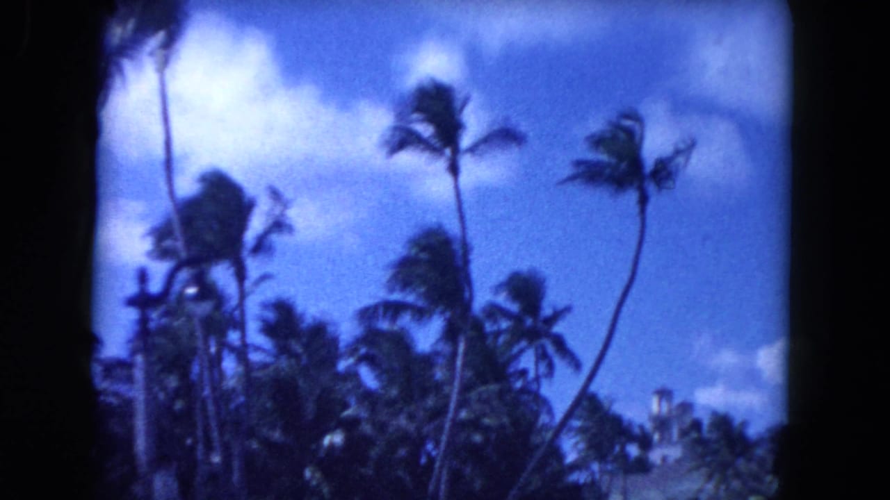 1960 Miami travel footage frame with tall palm trees and bright sky, filmed with soft blue 8mm color.