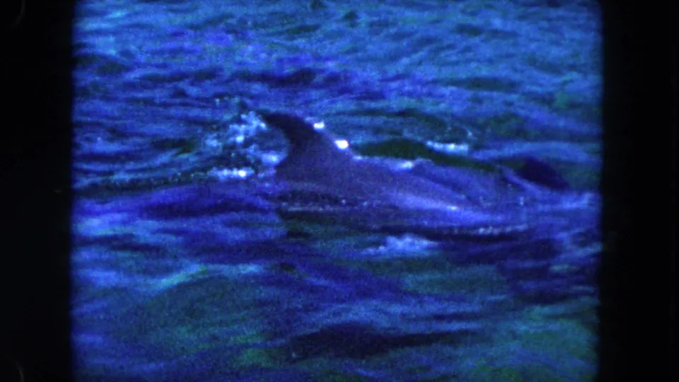 1960 Miami frame with a dolphin breaking the surface of blue water, viewed from a visitor-shot angle.