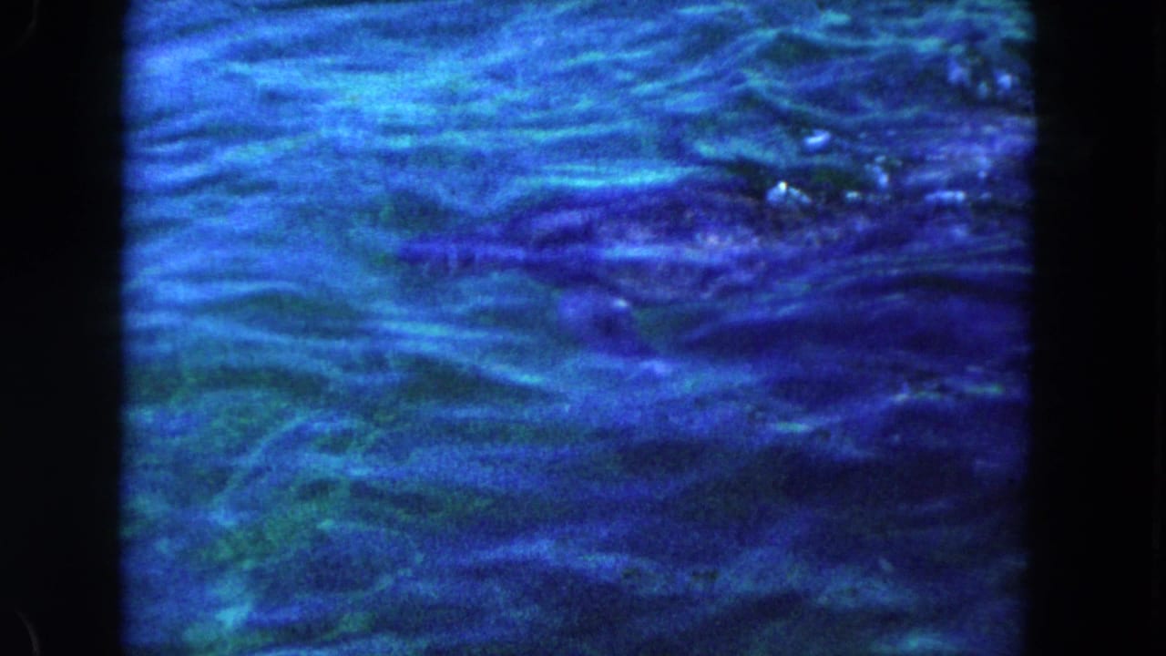 Blue rippling water with a dark submerged marine animal shape near the surface.