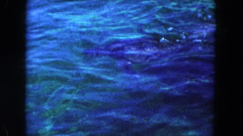 1960 Miami 8mm frame showing blue-green water and a partially visible marine animal form beneath ripples.