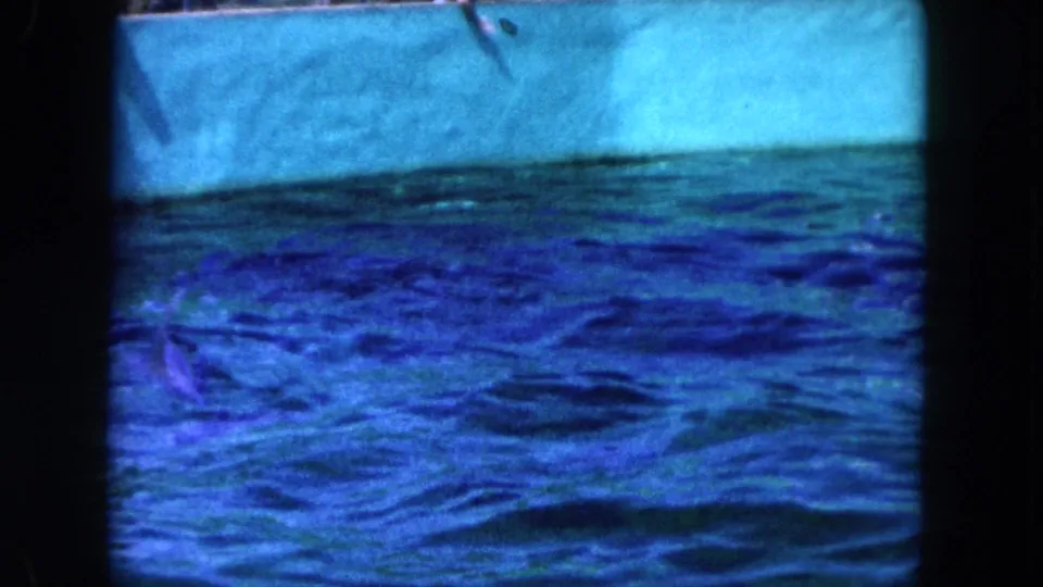 1960 Miami home-movie frame with a low dark marine animal form beneath blue rippling water and visible film borders.