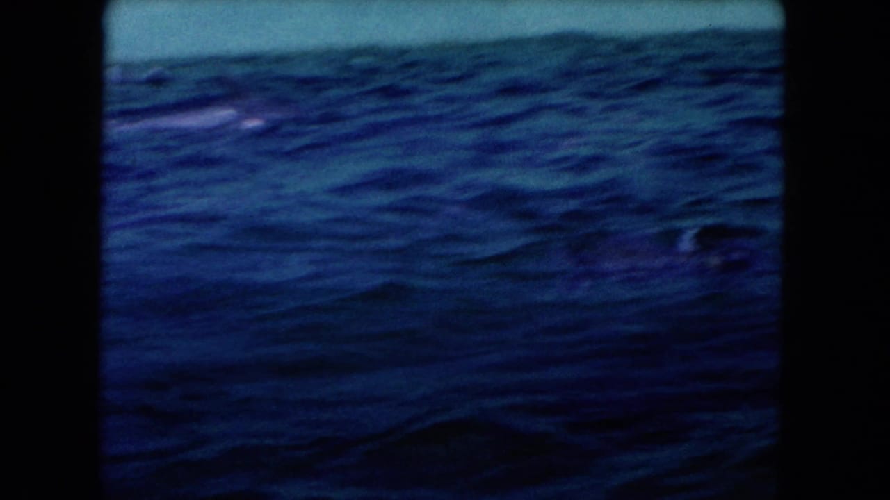 Dark blue tank water fills the frame with a dolphin shape just below the surface.