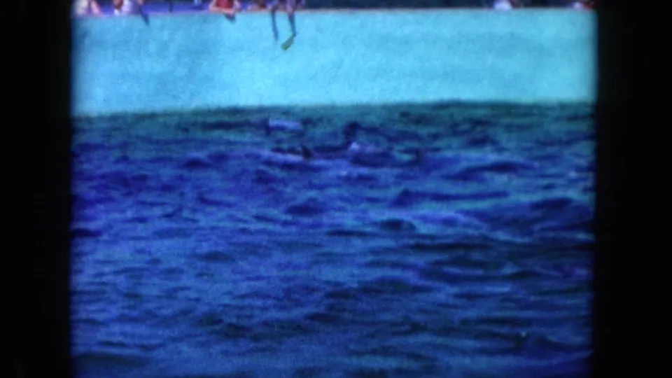 1960 Miami 8mm frame showing a dolphin near the surface of a public tank, with spectator legs faintly visible above the wall.
