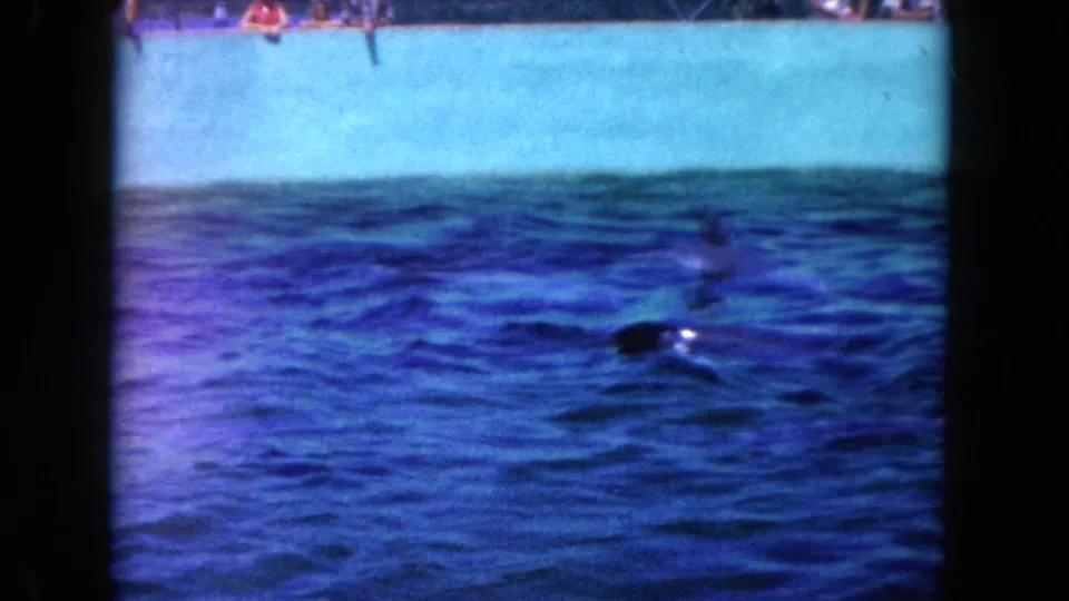 1960 Miami 8mm frame with a dolphin fin breaking the water, filmed from poolside at a public marine attraction.