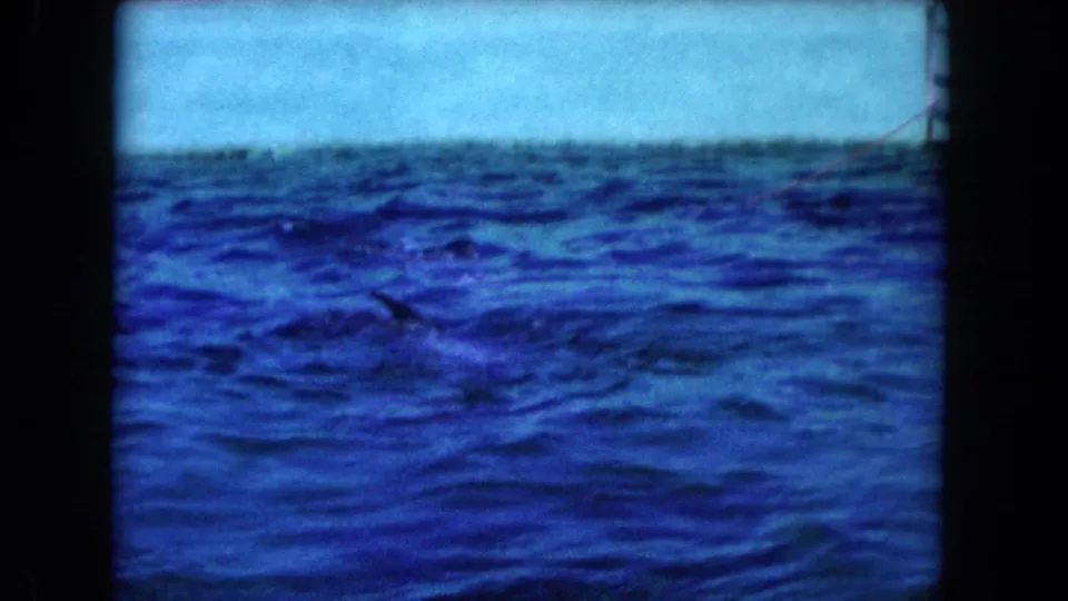 1960 Miami 8mm frame of a dolphin partly visible in deep blue tank water, with the pale tank edge across the top.
