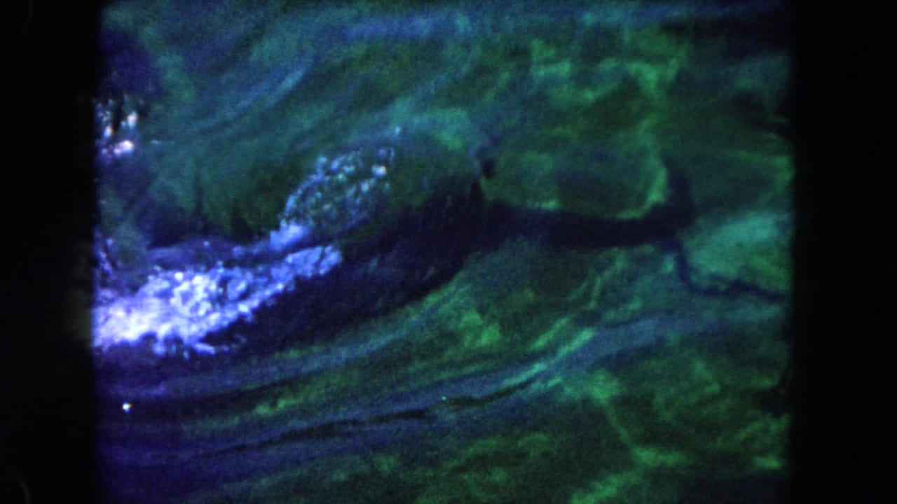 A dolphin moves through green-tinted water in 1960 Miami-area 8mm footage, partly obscured by film softness and color shift.