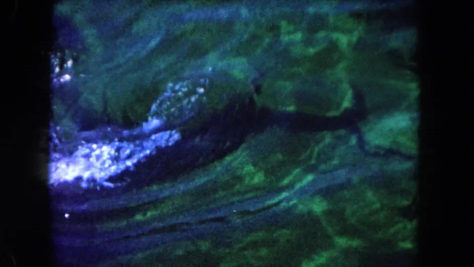 A dolphin moves through green-tinted water in 1960 Miami-area 8mm footage, partly obscured by film softness and color shift.
