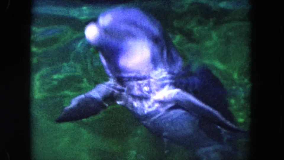 A dolphin is clearly visible underwater in green-tinted 1960 Miami-area 8mm footage, with grain and purple-blue fading.