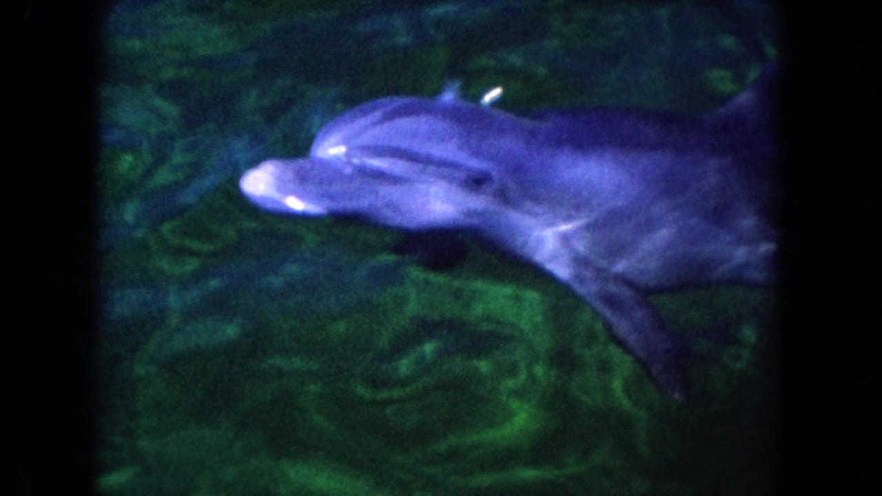 Bottlenose dolphin swimming near the surface in green water.