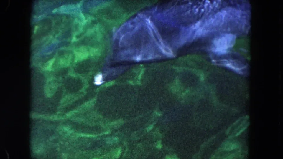 1960 Miami 8mm frame showing the dolphin's body and fin beneath green water, partly blurred by motion and film grain.