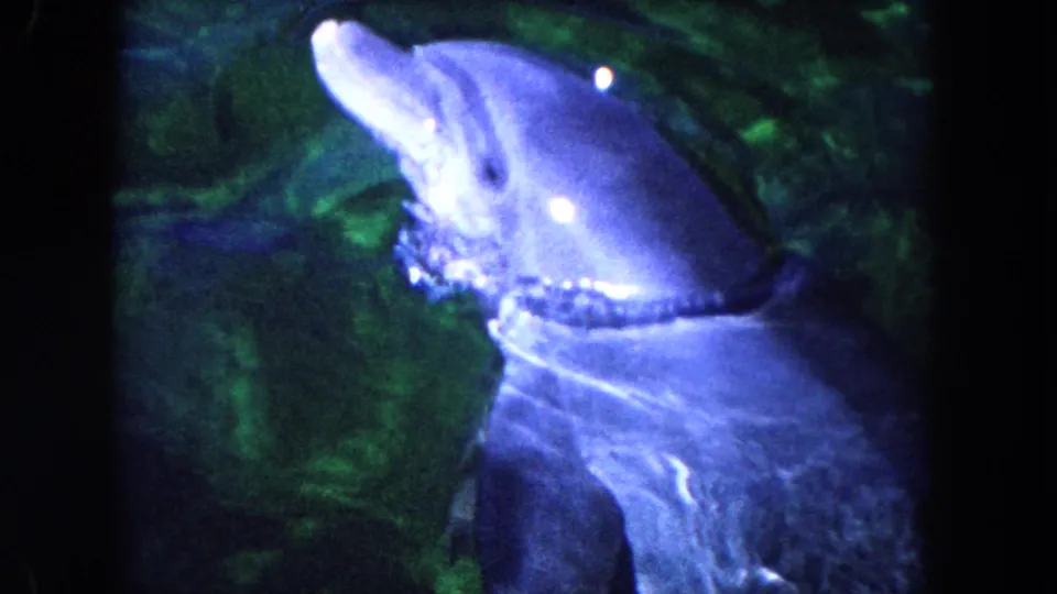 1960 Miami 8mm frame of a bottlenose dolphin surfacing in green pool water, with bubbles and blue-purple highlights.