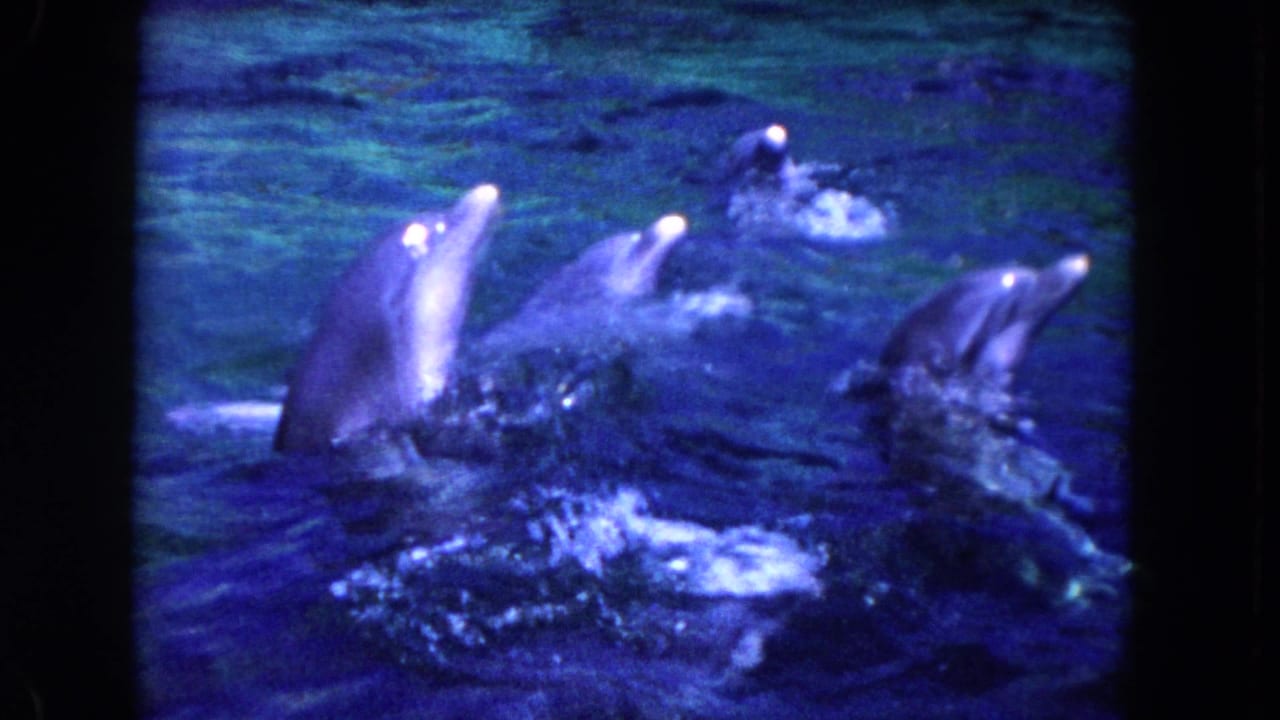 Several dolphins surface together in blue water with splashes around them.