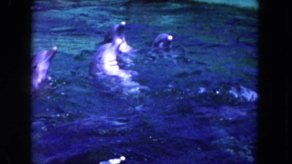 Three dolphins swim and rise in blue water, captured with soft 8mm grain and saturated color in the Miami-area clip.