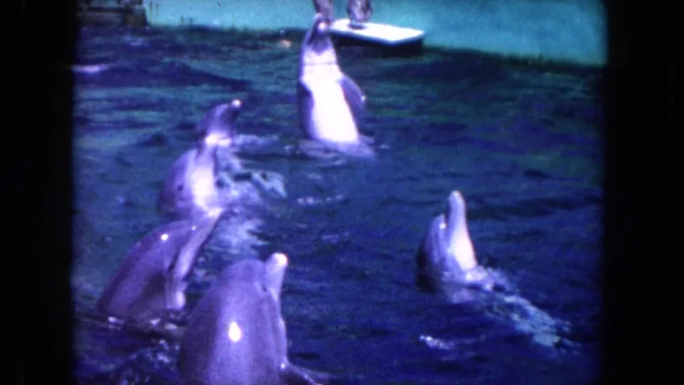 Dolphins surface near a pool wall and small platform, with a partial human figure visible at the edge in the 1960s Miami-area footage.