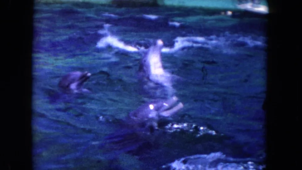 1960 Miami home-movie frame showing dolphins surfacing and splashing in a pool with a strong blue-purple film cast.