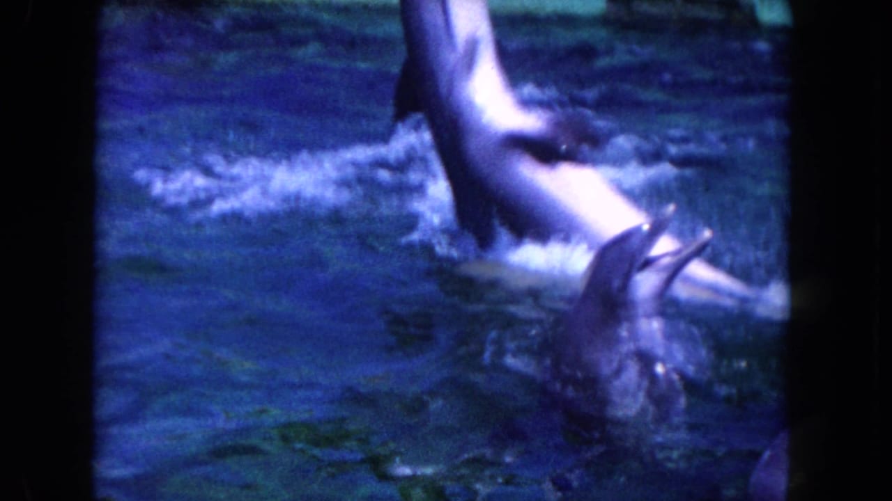 A dolphin leaps partly out of the pool beside splashing water.