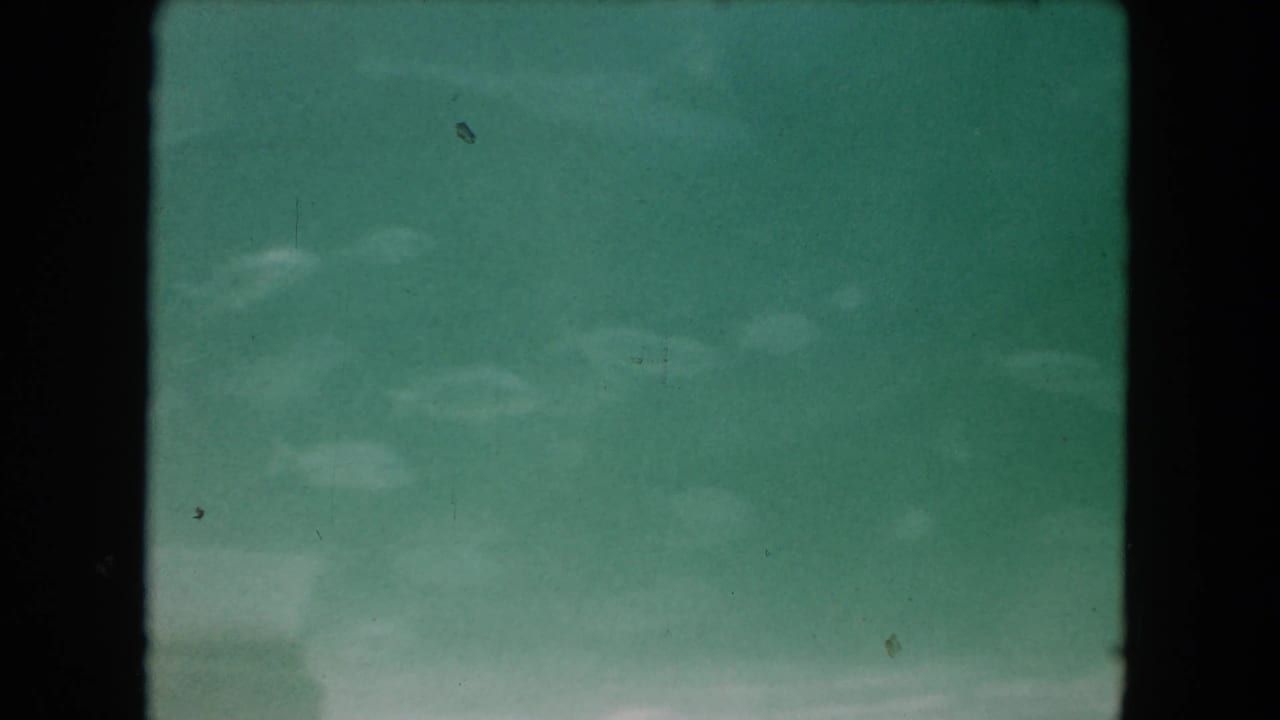 Soft 1960 Miami underwater frame with indistinct marine forms visible through green-tinted water and 8mm film grain.