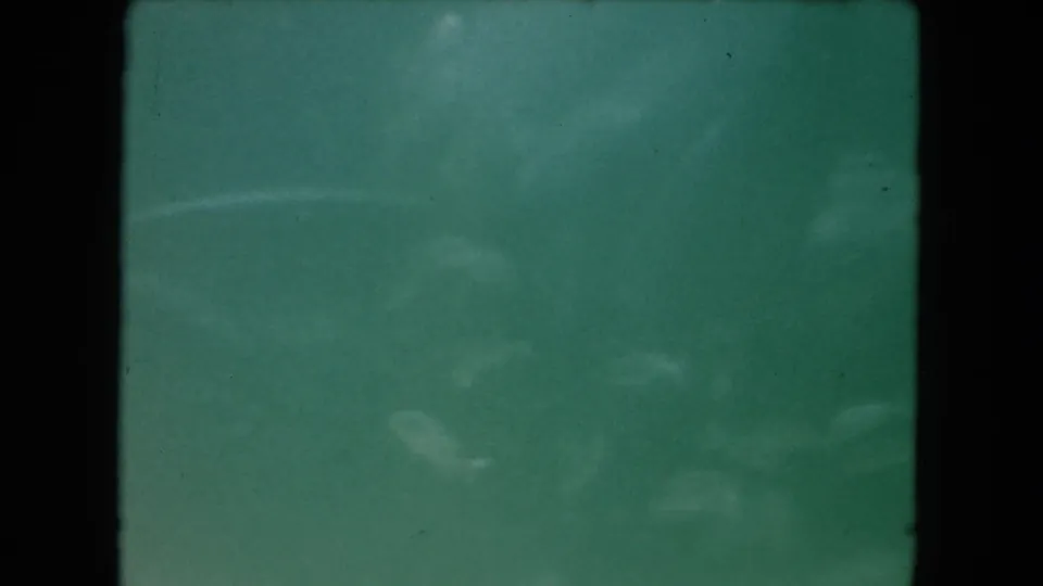 1960 Miami 8mm underwater frame with soft, indistinct motion in green water and prominent physical film texture.