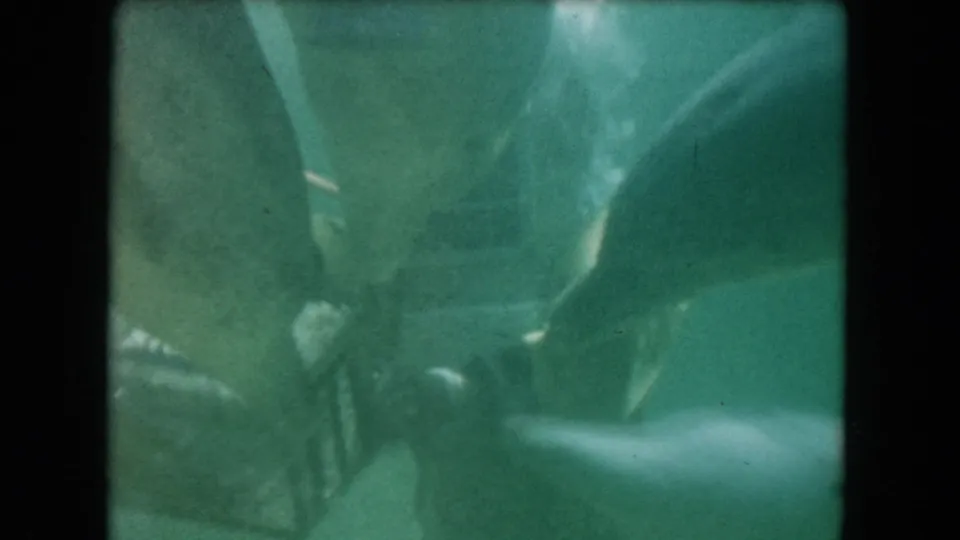 1960 Miami underwater frame with a helmeted diver, visible air hose, Marine Studios box, and a dolphin moving close.