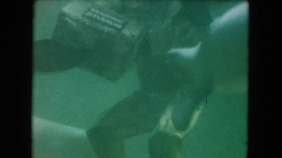 1960 Miami 8mm frame showing a dark-suited diver near a basket while fish move through murky green water.