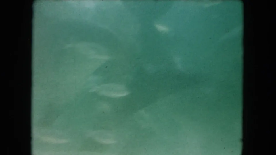 1960 Miami underwater footage frame showing fish moving through green water with the diver mostly obscured.