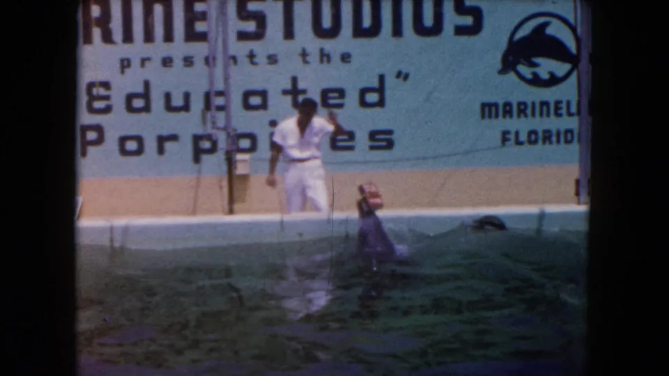 1960 Marineland Florida pool view with a trainer in white and a dolphin or porpoise surfacing near signage for educated porpoises.