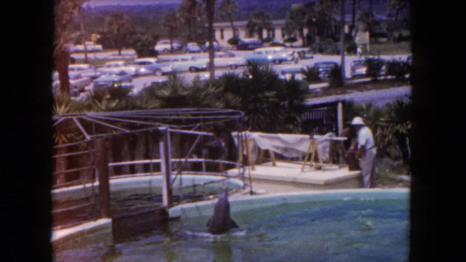 Wide 1960 Florida Marineland pool view showing dolphin fins in the water, a trainer near the edge, railings, landscaping, and period cars beyond.