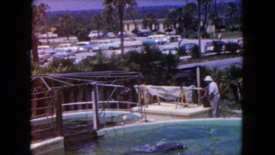1960 Florida home-movie frame showing a dolphin show pool, a trainer by the railing, palm trees, and a lot of parked period cars.