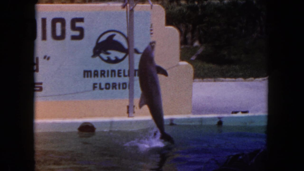 A dolphin jumps from the pool in front of the Marineland Florida sign during a 1960 Florida marine-park performance.