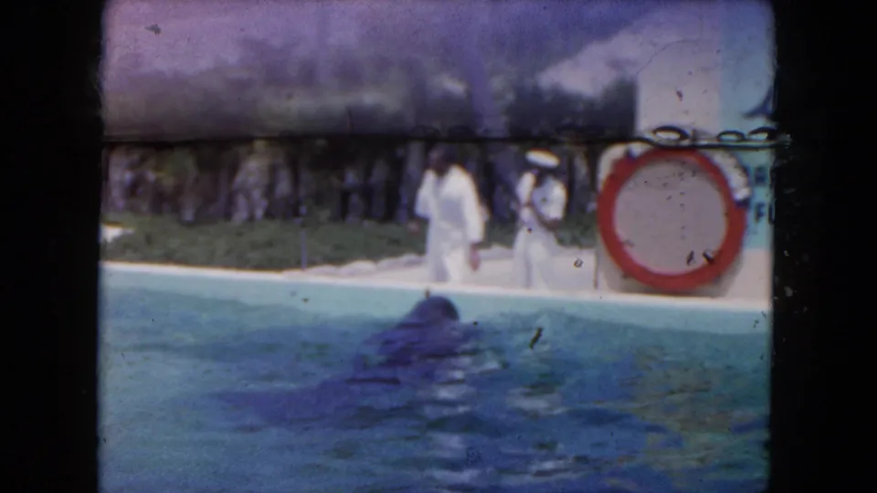A white-uniformed trainer stands near the pool as the dolphin surfaces, with a red life ring and low wall behind them.