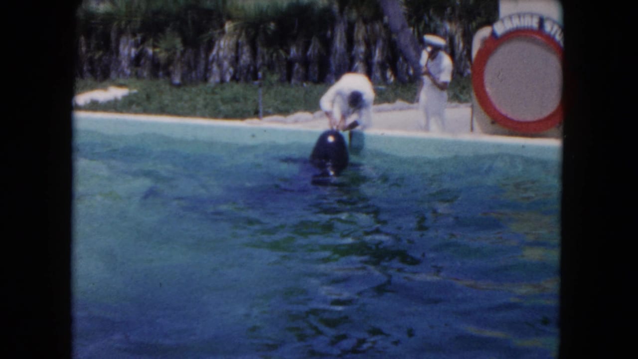 Trainer bends near the pool edge as a dolphin surfaces in front of him.