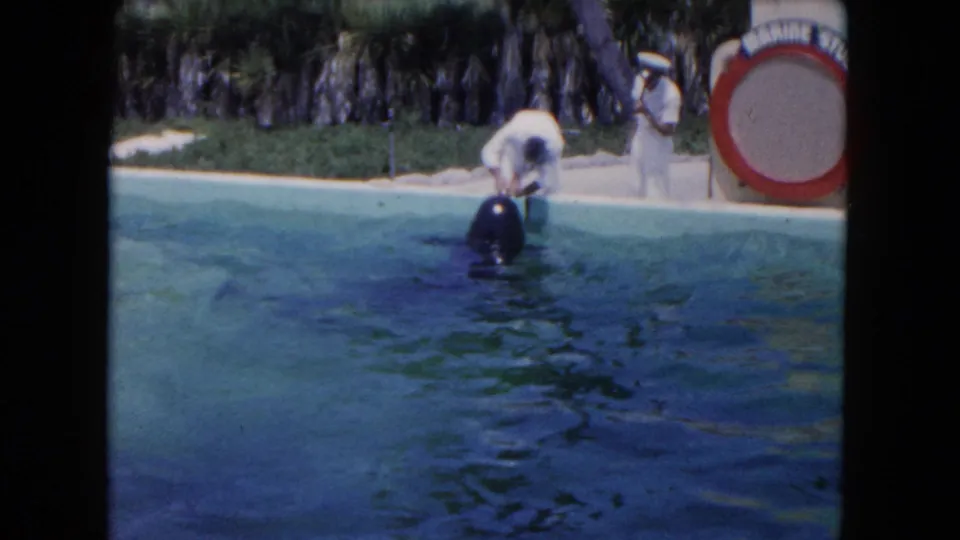 1960 Florida home-movie frame with a trainer leaning toward a dolphin at the edge of a marine park pool.