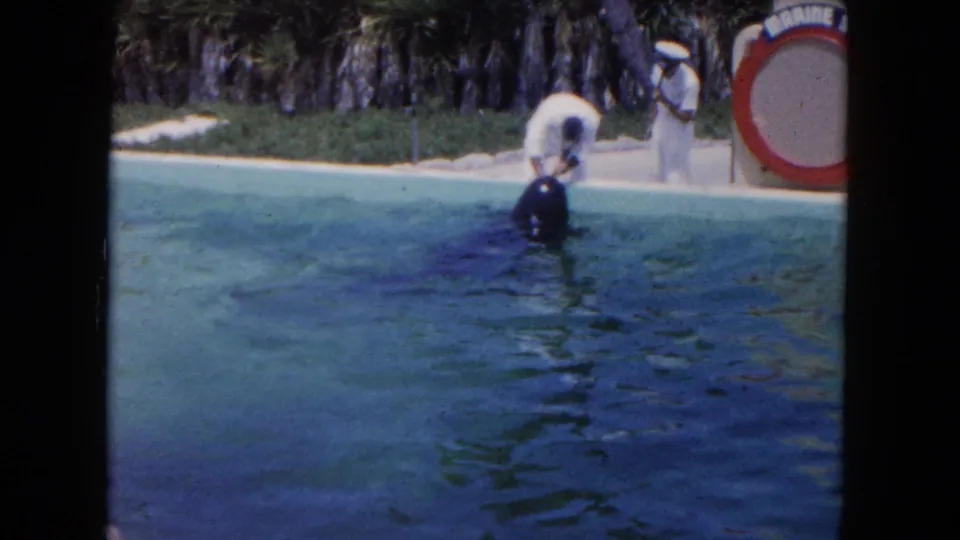 1960 Miami home-movie frame showing a dolphin at the pool edge with a trainer bending over it and an observer in white uniform.