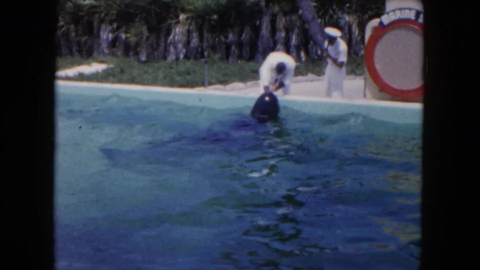 1960 Miami marine park footage showing a whale in blue-green water near a white-uniformed trainer and a partial sign.