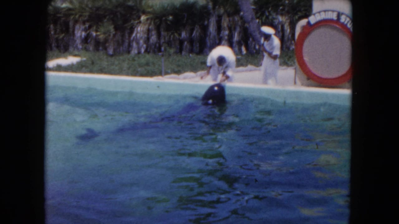 A whale moves through the marine park pool toward staff in white uniforms, with tropical planting behind them.
