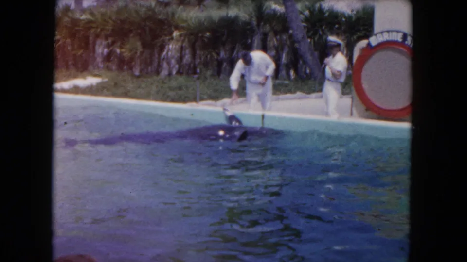 A white-uniformed trainer leans over the pool edge toward the whale during a Miami aquatic park performance.