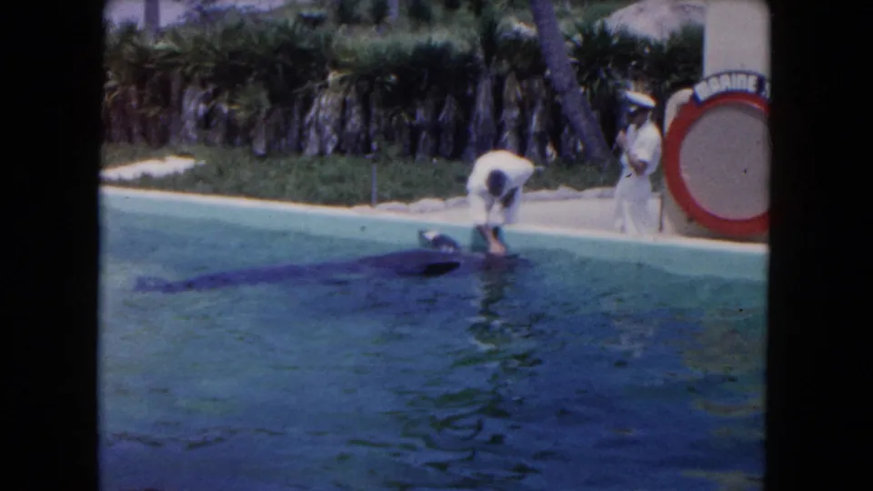 The whale remains beside the pool curb while a trainer leans down, framed by palms and a partial marine park sign.
