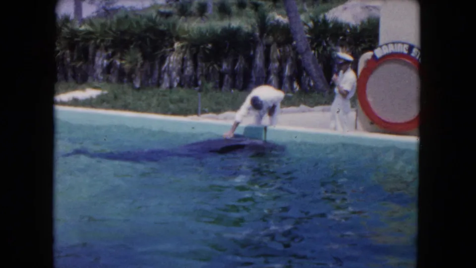 1960 Miami home-movie frame showing a man leaning over a turquoise pool toward a dolphin, with a uniformed attendant and partial Marine Studios signage nearby.