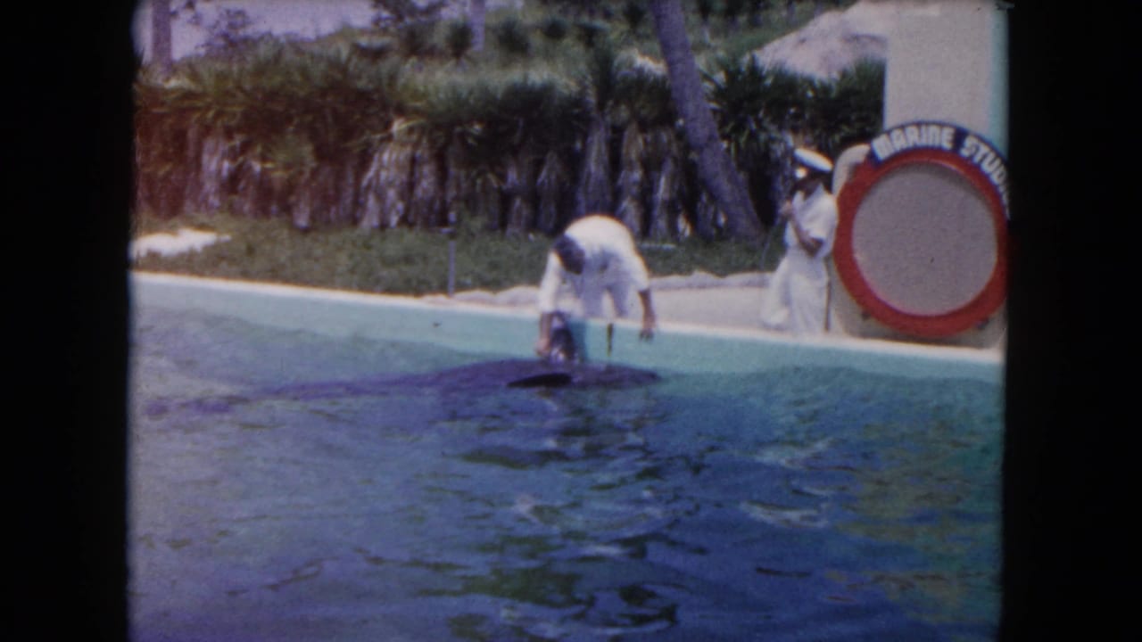 1960 Miami 8mm frame of a dolphin surfacing near a pool edge while a man bends forward and a uniformed attendant stands beside partial attraction signage.