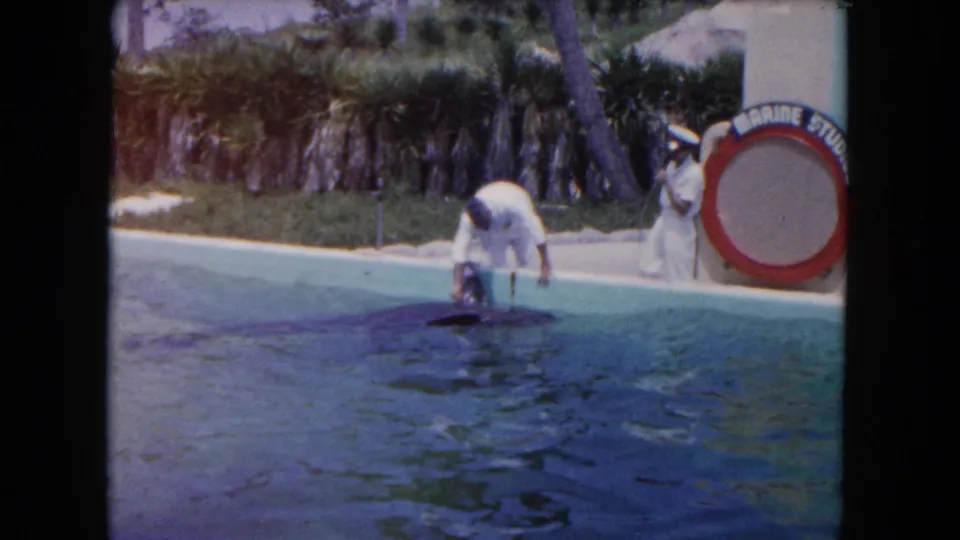 1960 Miami 8mm frame of a dolphin surfacing near a pool edge while a man bends forward and a uniformed attendant stands beside partial attraction signage.