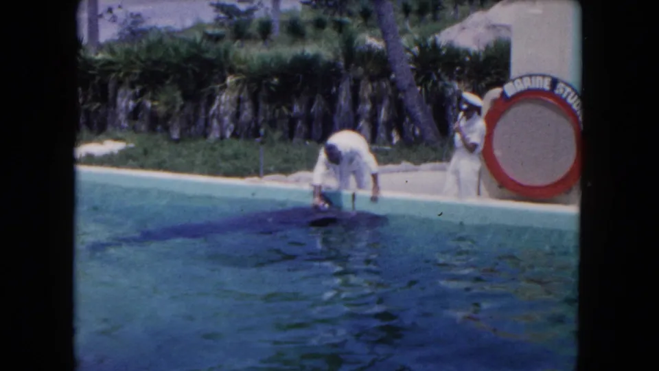 1960 Miami home-movie frame showing a poolside dolphin interaction, tropical landscaping, and partial Marine Studios signage in a soft 8mm frame.